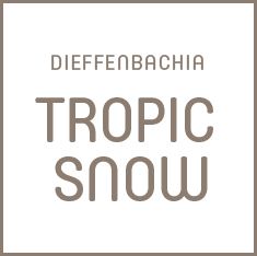 Tropic Snow